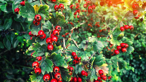 fruit