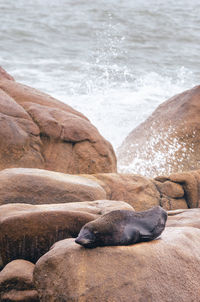 High angle view of sea resting on rock