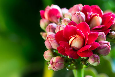 Close-up of pink rose flower buds