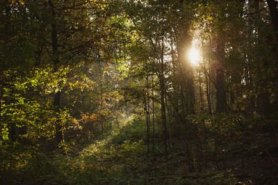 Trees in forest