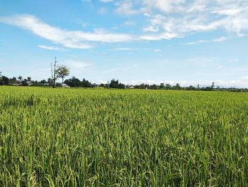 Scenic view of agricultural field against sky