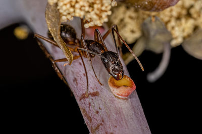 Close-up of insect