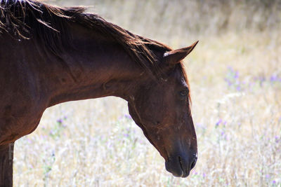 Close-up of horse standing on field