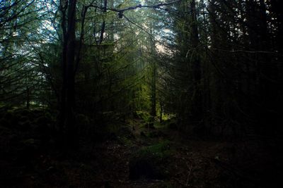 Trees in forest