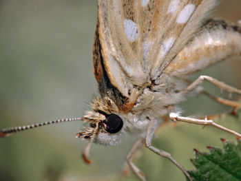 Close-up of insect