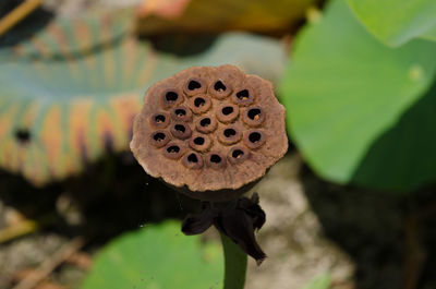 Close-up high angle view of lotus pod