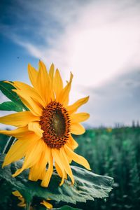 Close-up of sunflower against sky