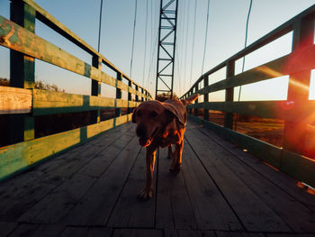 Dog on bridge against sky during sunset