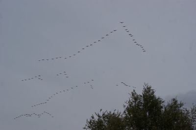 Birds flying in sky