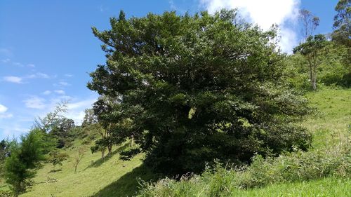 Trees on landscape against sky