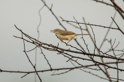 Bird perching on branch