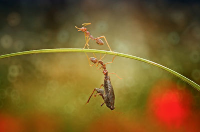 Close-up of insects on plant