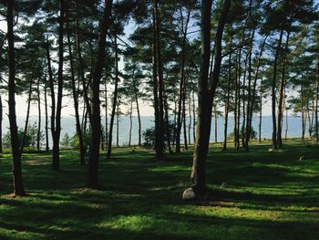 Trees on grassy field