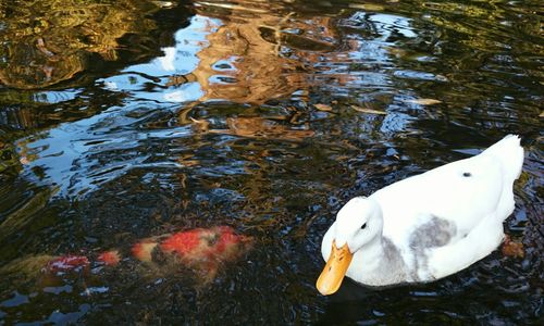 High angle view of swan swimming on lake