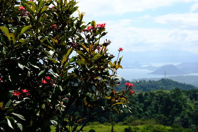 Red flowering plant against trees