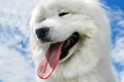 Close-up of a dog
