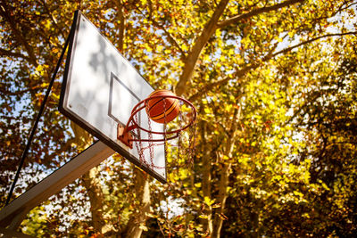 Low angle view of basketball in hoop against trees during autumn