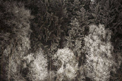 Close-up of plant growing in forest