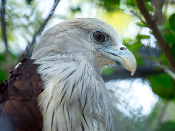 Close-up of eagle