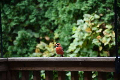 Bird perching on railing against trees