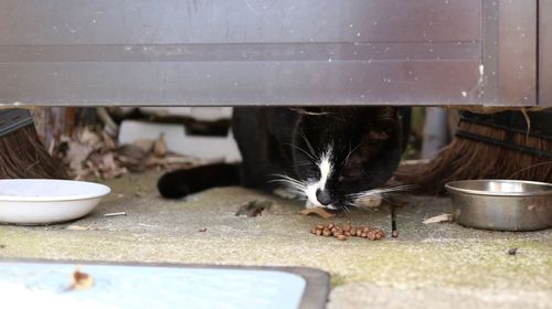 Close-up of a cat drinking water