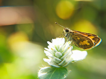 Close-up of butterfly pollinating on flower