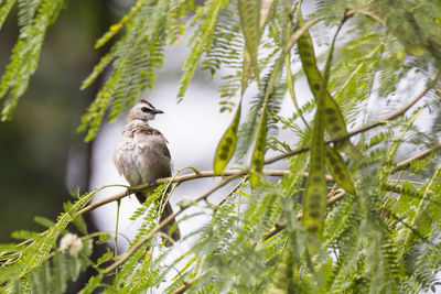 Bird perching on a tree