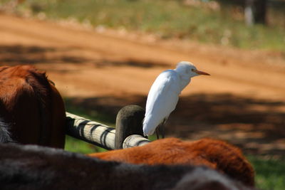 Close-up of bird