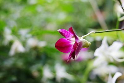Close-up of pink flower