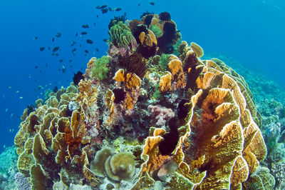 View of jellyfish swimming in sea