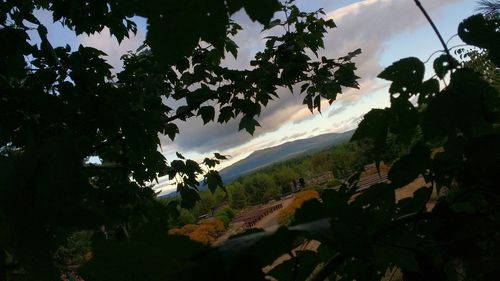 Trees against sky