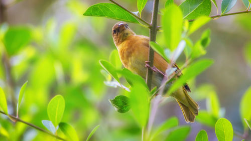Close-up of bird perching on plant