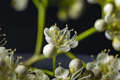 Close-up of white flowering plant