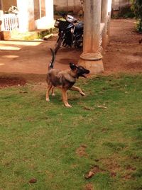 Dog on grass