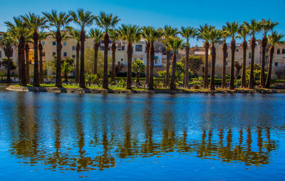 Scenic view of palm trees and plants against blue sky