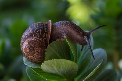 Close-up of snail on plant