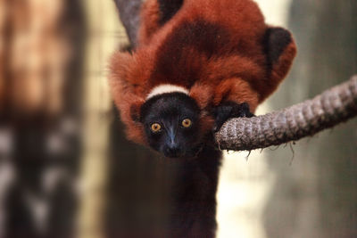 Baby red ruffed lemur pup varecia rubra clings to rope. this species is endemic to madagascar 