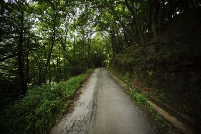 Footpath in forest