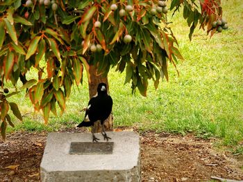 Bird perching on tree