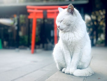 Close-up of cat, zen cat meditation in japanese temple 