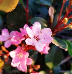Close-up of pink cherry blossom