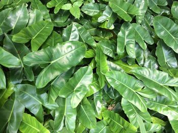 Full frame shot of green leaves