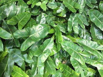 Full frame shot of green leaves