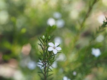 Close-up of white flowers blooming outdoors