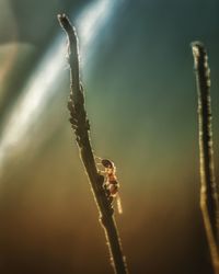 Close-up of snow on plant during winter