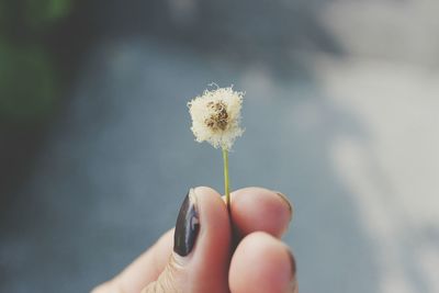 Close-up of dandelion flower