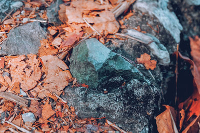 High angle view of dry leaves on rock