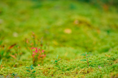 green