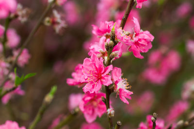 Close-up of pink flowers