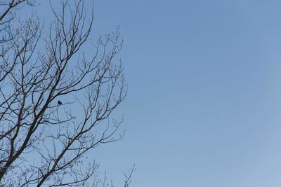 Low angle view of bare tree against clear blue sky